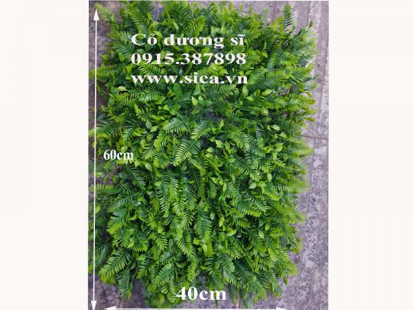 Cỏ dương sĩ ngoại nhập