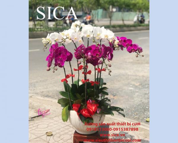 Các mẫu chậu hoa đẹp