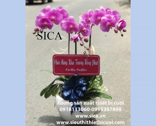 Giá bán một chậu hoa đẹp
