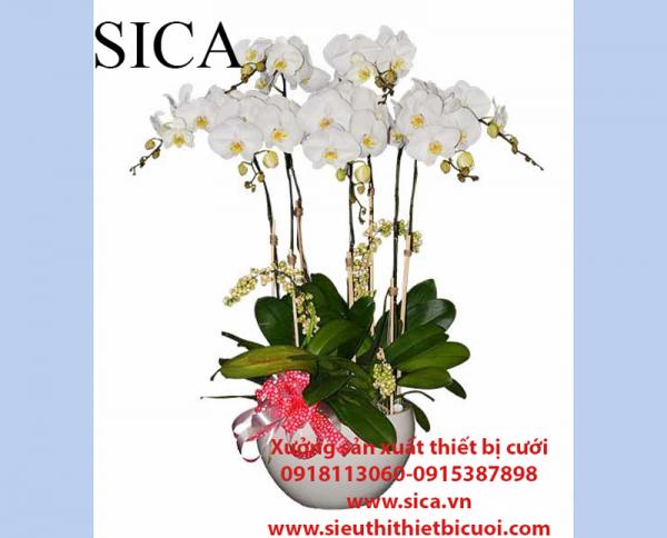 Bán chậu hoa trang trí giá rẻ